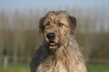 IRISH WOLFHOUND 235